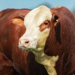 ABHB divulga agenda comercial da Exposição Nacional com dois leilões