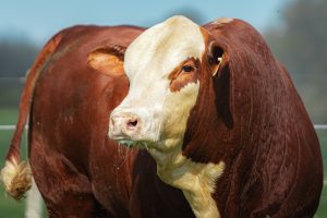 ABHB divulga agenda comercial da Exposição Nacional com dois leilões