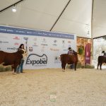 ExpoBel 2026 destaca excelência genética das raças Hereford e Braford