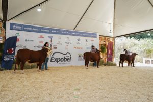 ExpoBel 2026 destaca excelência genética das raças Hereford e Braford