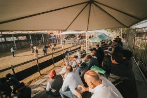 ABHB define jurados para a Exposição Nacional Hereford e Braford e para a 49ª Expointer