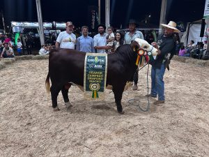 Exposição em Xanxerê abre calendário da ABHB e premia melhores exemplares das raças
