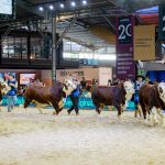 Nacional Hereford e Braford buscou reforçar a valorização da genética aliada ao mercado