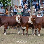 Valorização da pecuária aponta momento de mercado propício para raças Hereford e Braford