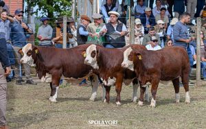Valorização da pecuária aponta momento de mercado propício para raças Hereford e Braford
