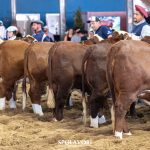 Nacional Hereford e Braford movimenta mais de 1,25 mil animais na semana do evento