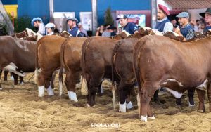 Nacional Hereford e Braford movimenta mais de 1,25 mil animais na semana do evento
