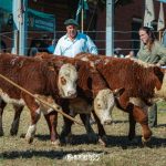 Julgamento de terneiras e terneiros rústicos abre terceiro dia da Nacional Hereford e Braford em Esteio