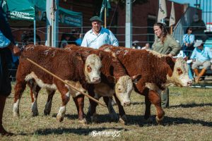 Julgamento de terneiras e terneiros rústicos abre terceiro dia da Nacional Hereford e Braford em Esteio