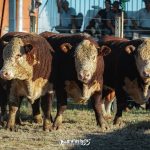 Hereford se destaca com alto nível genético em julgamento rústico na Nacional