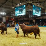 Resultados do julgamento Hereford e Polled Hereford na Exposição Nacional