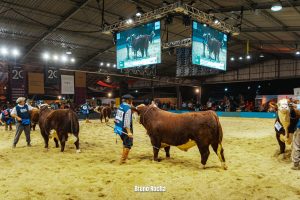 Resultados do julgamento Hereford e Polled Hereford Argola na Exposição Nacional