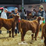 Conheça os campeões do julgamento de terneiros da Exposição Nacional Hereford e Braford