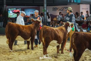 Conheça os campeões do julgamento de terneiros argola da Exposição Nacional Hereford e Braford