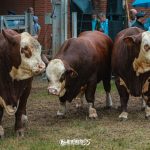 Braford Rústicos mostram  alto nível na pista da Nacional Hereford e Braford