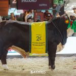 Julgamento dos terneiros Braford de argola destaca genética de excelência na Exposição Nacional Hereford e Braford