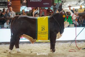 Julgamento dos terneiros Braford de argola destaca genética de excelência na Exposição Nacional Hereford e Braford