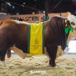 Resultados Braford argola adultos na Exposição Nacional Hereford e Braford