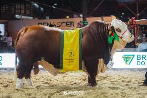 Resultados Braford argola adultos na Exposição Nacional Hereford e Braford