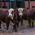 Exposição Nacional Hereford e Braford destaca campeões dos terneiros rústicos em Esteio (RS)