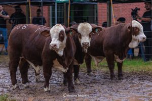 Exposição Nacional Hereford e Braford destaca campeões dos terneiros Braford rústicos em Esteio (RS)
