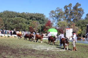 Abertas as inscrições para a Exposição Especial de Outono Uruguaiana 2026