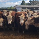 Cresce a procura pelas raças Hereford e Braford no Brasil
