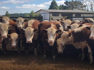 Cresce a procura pelas raças Hereford e Braford no Brasil