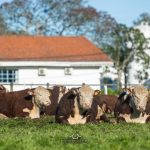ABHB e Embrapa Pecuária Sul promovem Dia de Campo da Prova de Eficiência Alimentar
