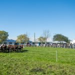 Dia de Campo da PEA será realizado em 29 de junho na Embrapa Pecuária Sul