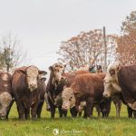 Prova de Eficiência Alimentar apresenta resultados da edição 2026