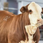 Julgamentos Hereford e Braford movimentam a programação da Fenagen