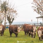 Prova de Eficiência Alimentar impulsiona reprodutores e amplia reconhecimento da genética Hereford e Braford