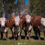 Programa Carne Hereford amplia em 10% número de animais certificados no primeiro semestre