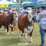 Expointer 2026 terá 452 animais Hereford e Braford inscritos