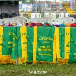 Excelência genética marca os julgamentos de Hereford e Polled Hereford na modalidade Argola da 49ª Expointer