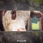 Genética e qualidade dos Rústicos Hereford ganham destaque na 49ª Expointer