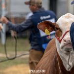 Braford evidencia força da seleção genética durante julgamento na Argola da 49ª Expointer