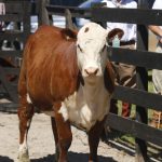 ABERTAS AS INSCRIÇÕES PARA OS JULGAMENTOS DE HEREFORD E BRAFORD NA 100ª EXPOFEIRA DE PELOTAS