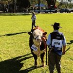 ABERTAS AS INSCRIÇÕES PARA OS JULGAMENTOS DE HEREFORD E BRAFORD NA 114ª EXPOFEIRA DE BAGÉ