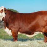 Hereford e Braford concentram 75,6% do faturamento bovino nos remates da 49ª Expointer