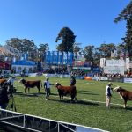 ABHB acompanha julgamentos de Hereford e Braford na Expo Prado 2026