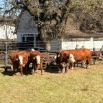 114ª EXPOFEIRA DE BAGÉ DESTACA CAMPEÕES HEREFORD E BRAFORD