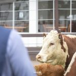 93ª Expofeira de Dom Pedrito – Farm Show reúne exemplares de destaque Hereford e Braford