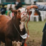 Núcleo de Lavras do Sul promove 1º Curso de Cabanheiros de Hereford e Braford do Brasil