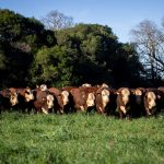 Fazenda Esperança conquista 1º e 3º lugares em prova de eficiência alimentar da UFRGS