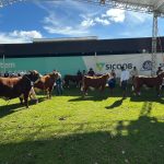 Expolages 2026 reúne exemplares Hereford e Braford em julgamentos de primavera