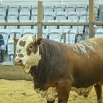 III Exposição HB de Lavras do Sul reúne destaques das raças Hereford e Braford
