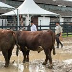 100ª Expofeira de Pelotas destaca exemplares Hereford e Braford