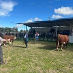 Hereford se destaca nos julgamentos da 95ª Expo de Santa Vitória do Palmar